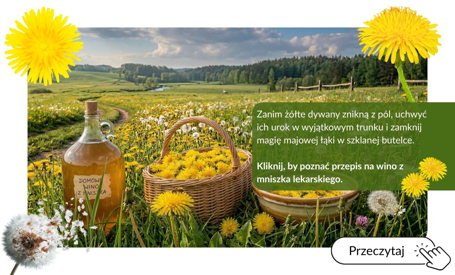 Przepis na Wino z Mniszka Lekarskiego Destylacja.Com